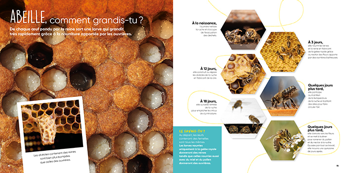 Documentaire L'abeille