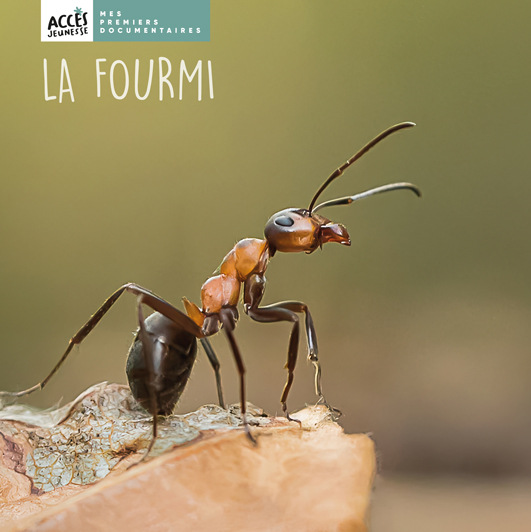 La fourmi • Documentaires dès 4 ans